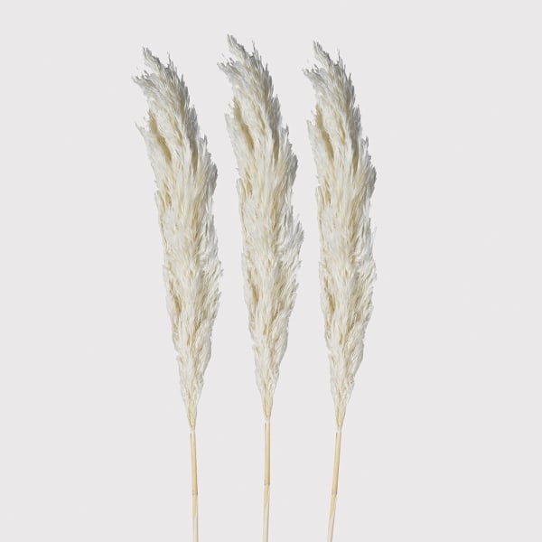 Small White Pampas, Pack of 3