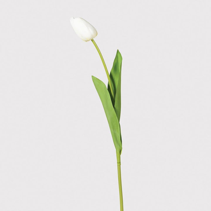 White Tulip Stem